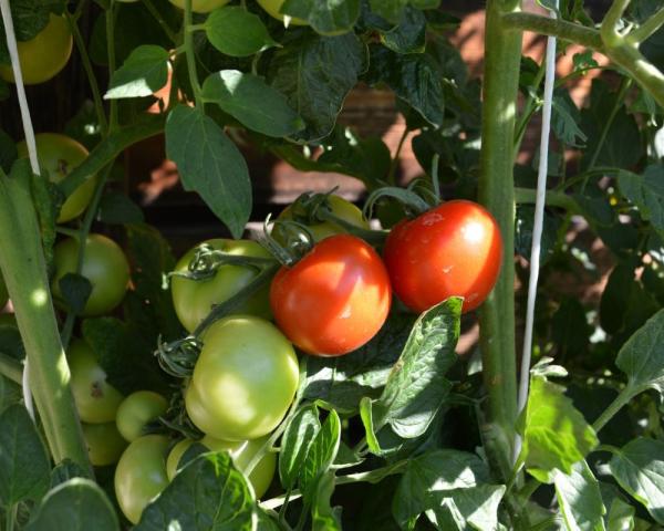 Tomate "Moneymaker"